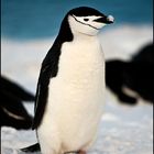 [ Chinstrap Penguin ]