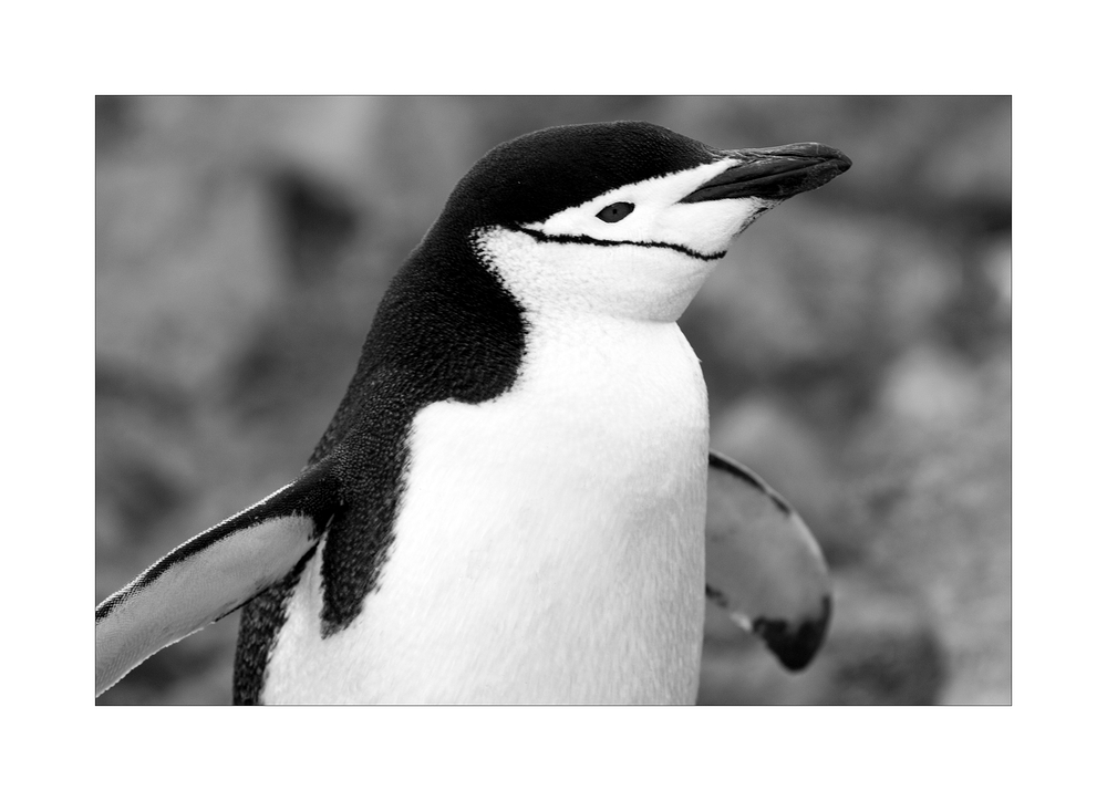 Chinstrap Penguin