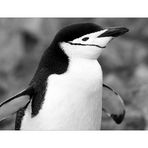 Chinstrap Penguin