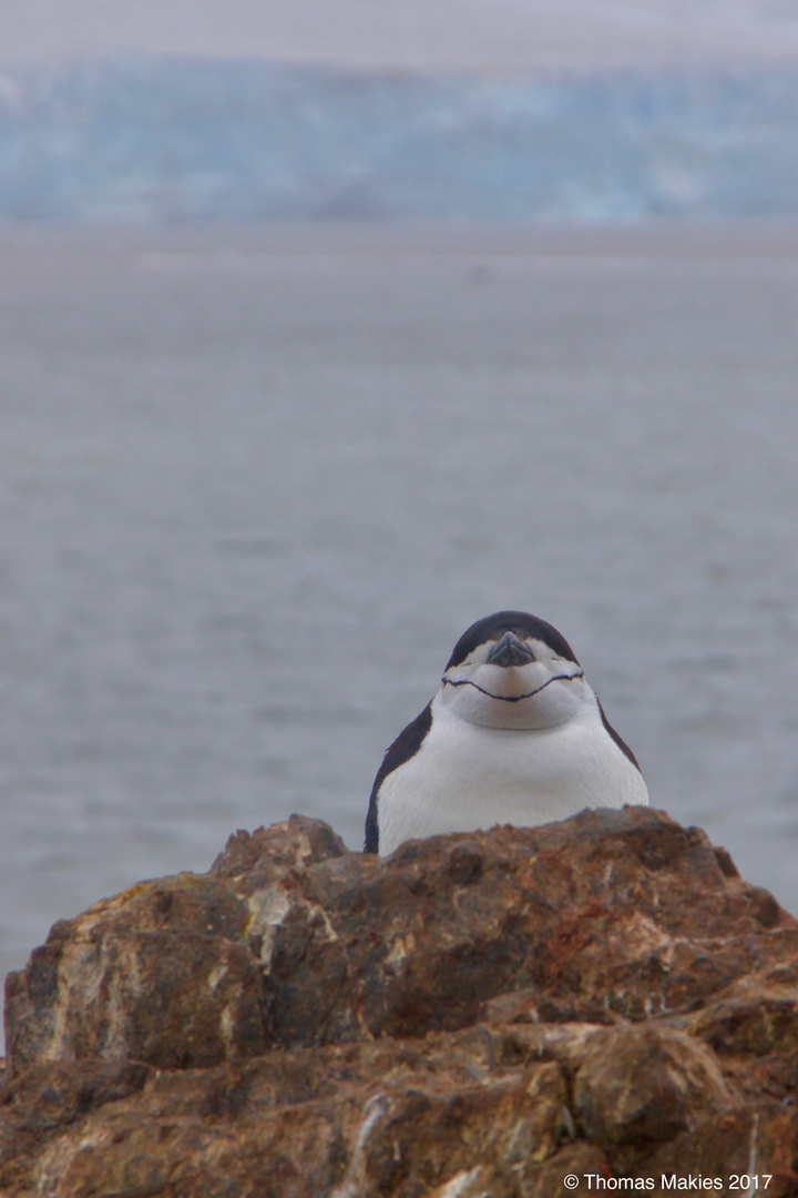 Chinstrap Penguin