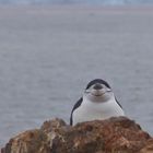 Chinstrap Penguin