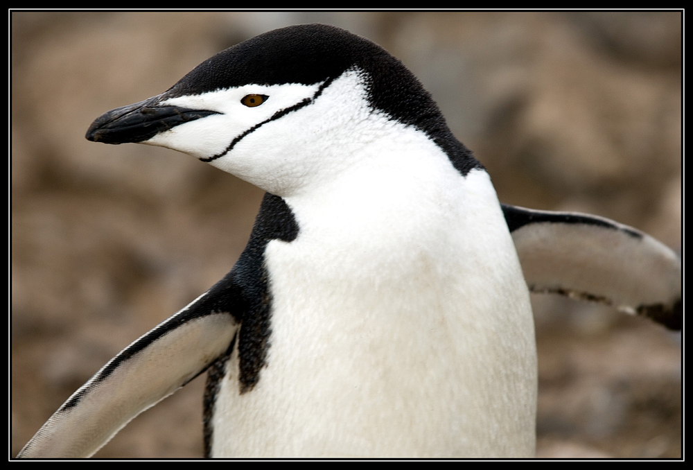 [ Chinstrap Penguin ]