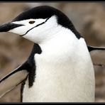 [ Chinstrap Penguin ]