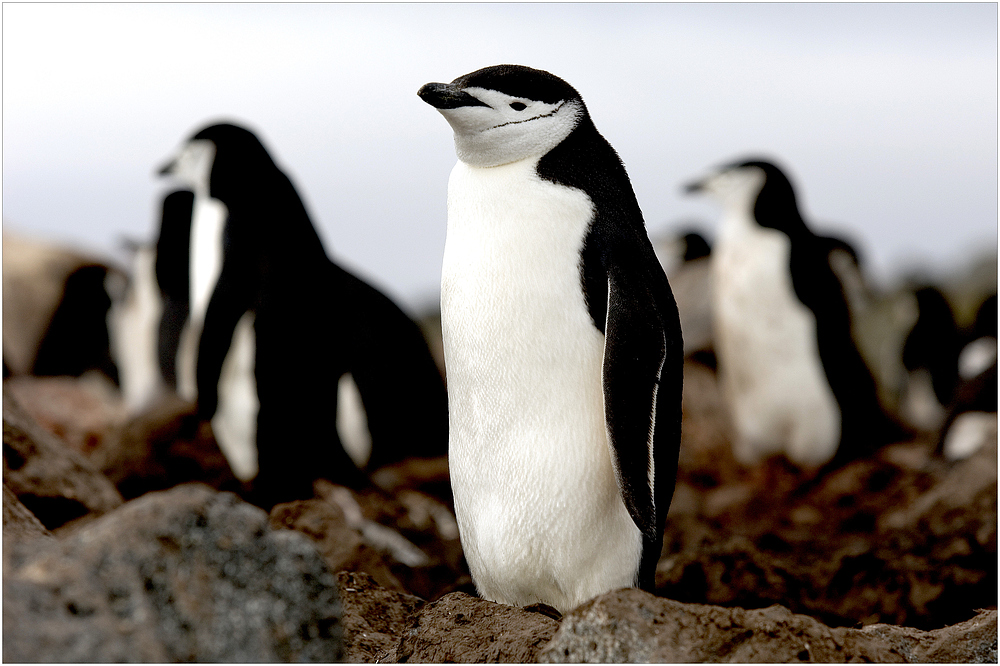 [ Chinstrap Penguins • Penguin Island ]