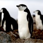 [ Chinstrap Penguins • Penguin Island ]