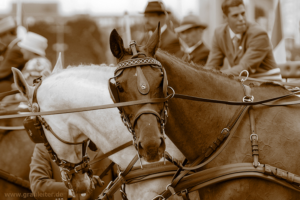 CHIO Aachen 2009