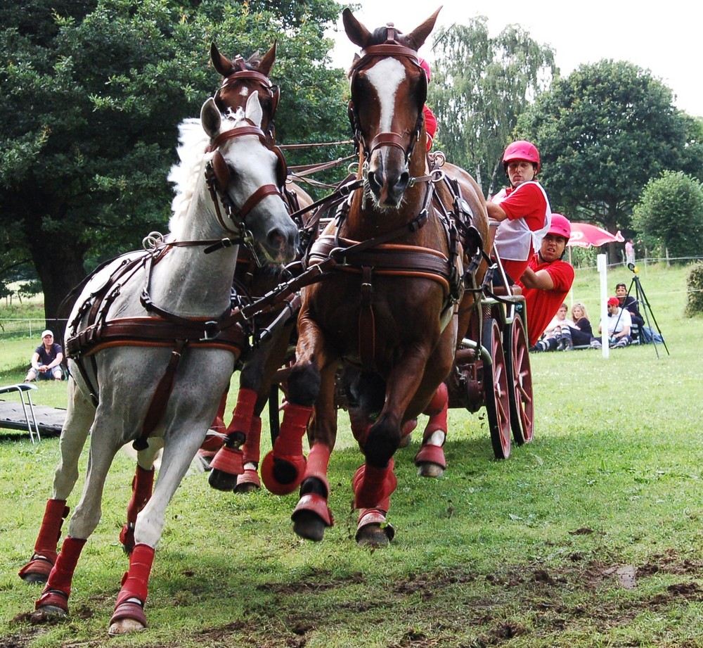 CHIO Aachen 2009 Gespannfahren