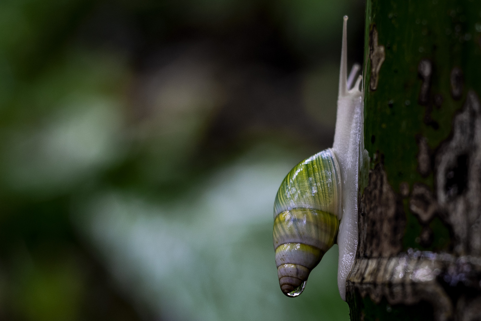 chiocciola del bamboo