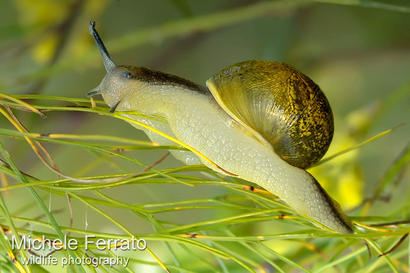 Chiocciola helix aperta monacella