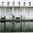 Chioggia