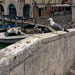 Chioggia