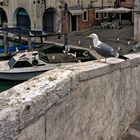 Chioggia