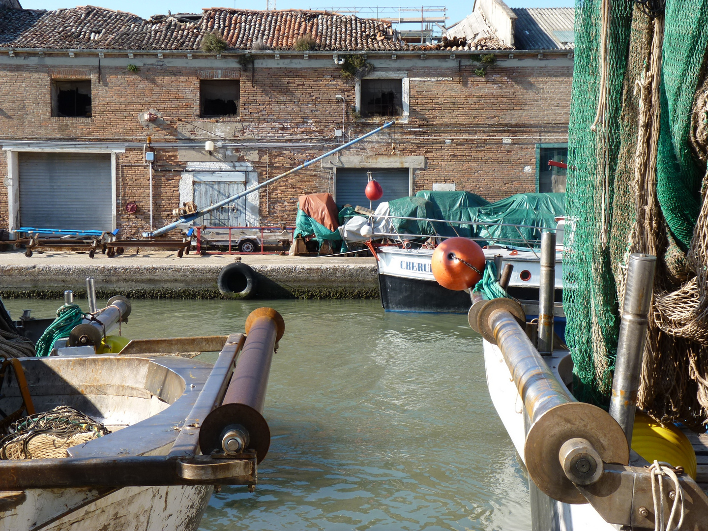 Chioggia morbid