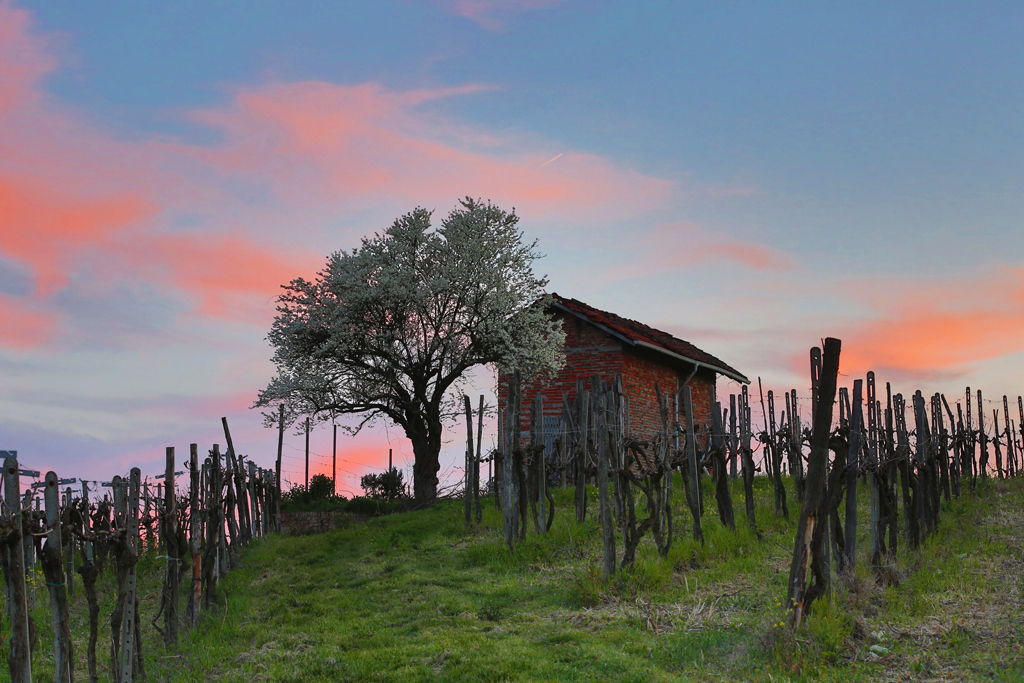 chiome di primavera