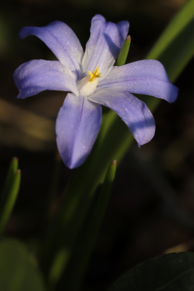 Chionodoxa (Glory-of-the-snow)