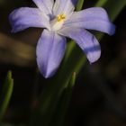 Chionodoxa (Glory-of-the-snow)