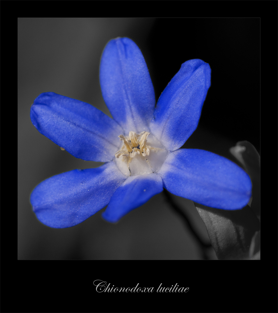 Chionodoxa luciliae