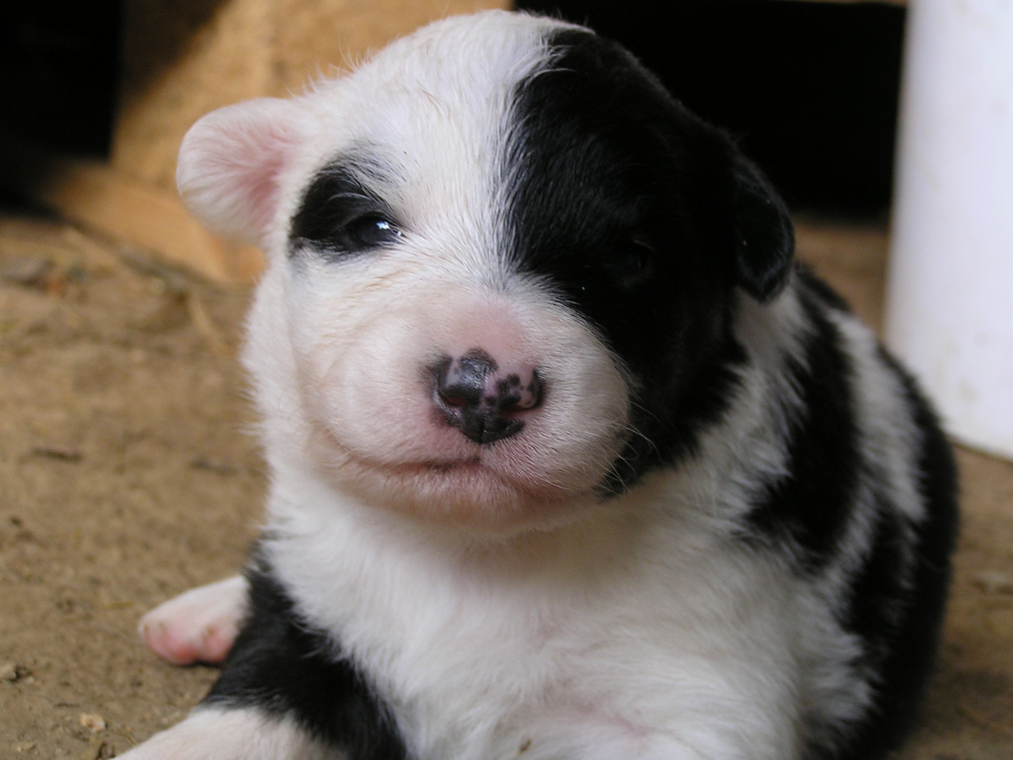 Chiot Border Collie