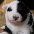 Chiot Border Collie