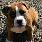 Chiot Boxer