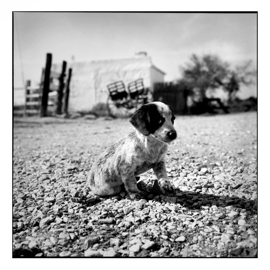 Chiot en Camargue