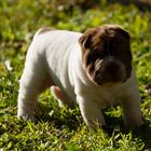 chiot sharpei femelle agée de 1 mois