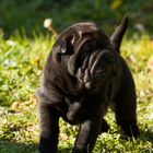 chiot sharpei femelle