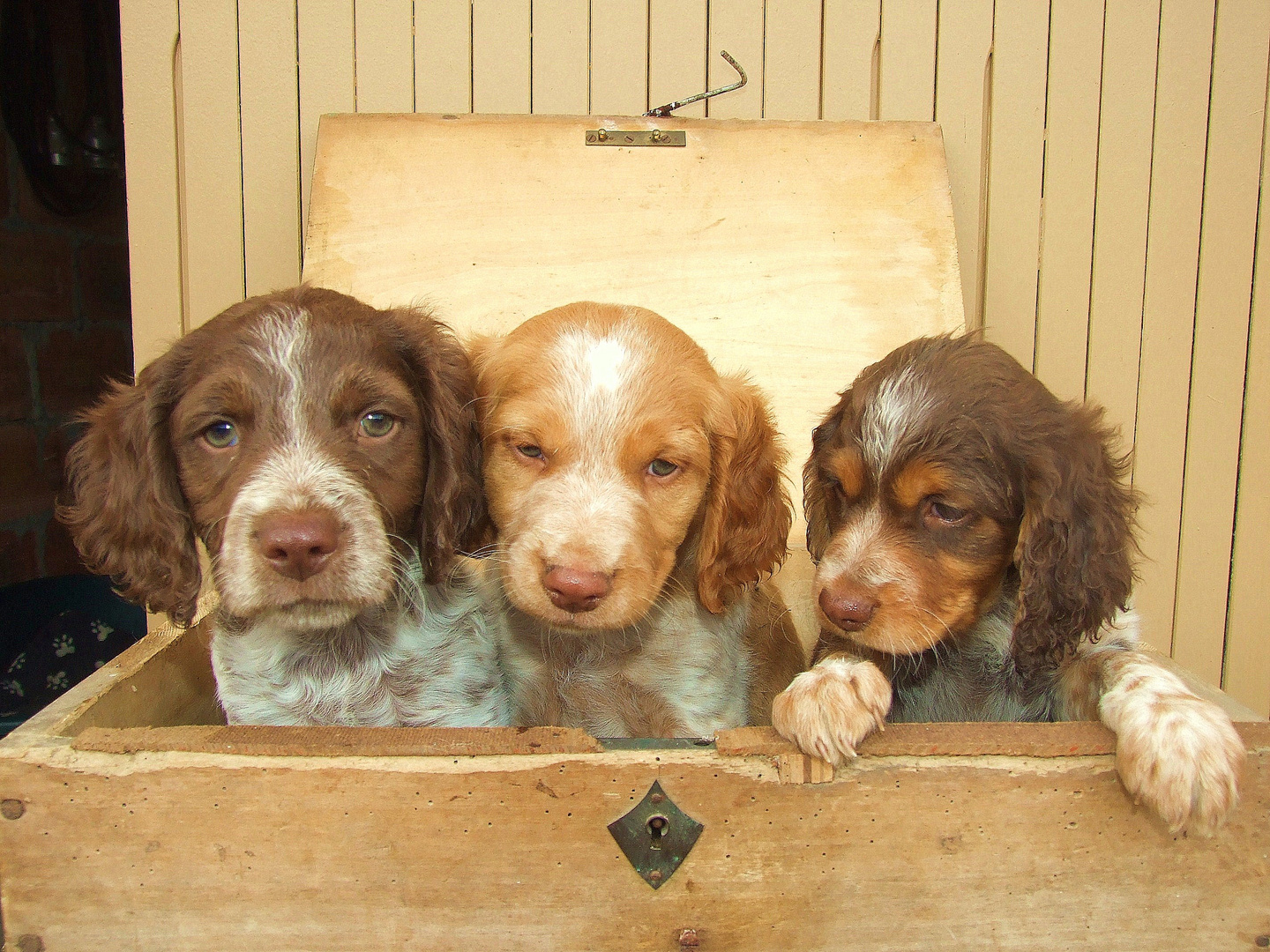 Chiots épagneul breton