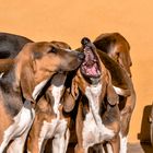 Chiots Poitevin 