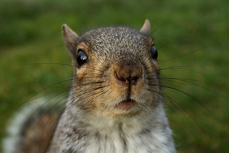 Chip, chip, chip und chap Foto & Bild natur, tiere, youth Bilder auf