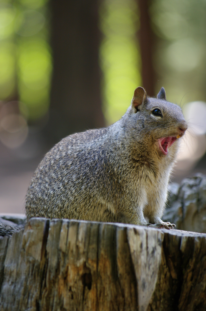 CHIP MUNK - Yosemite, California, USA