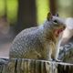 CHIP MUNK - Yosemite, California, USA