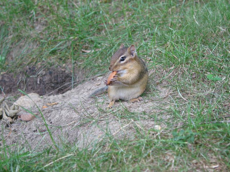 Chipmonk