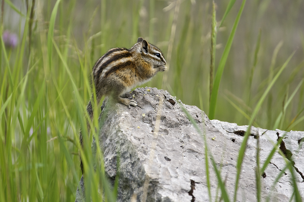 Chipmonk