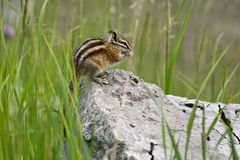 Chipmonk