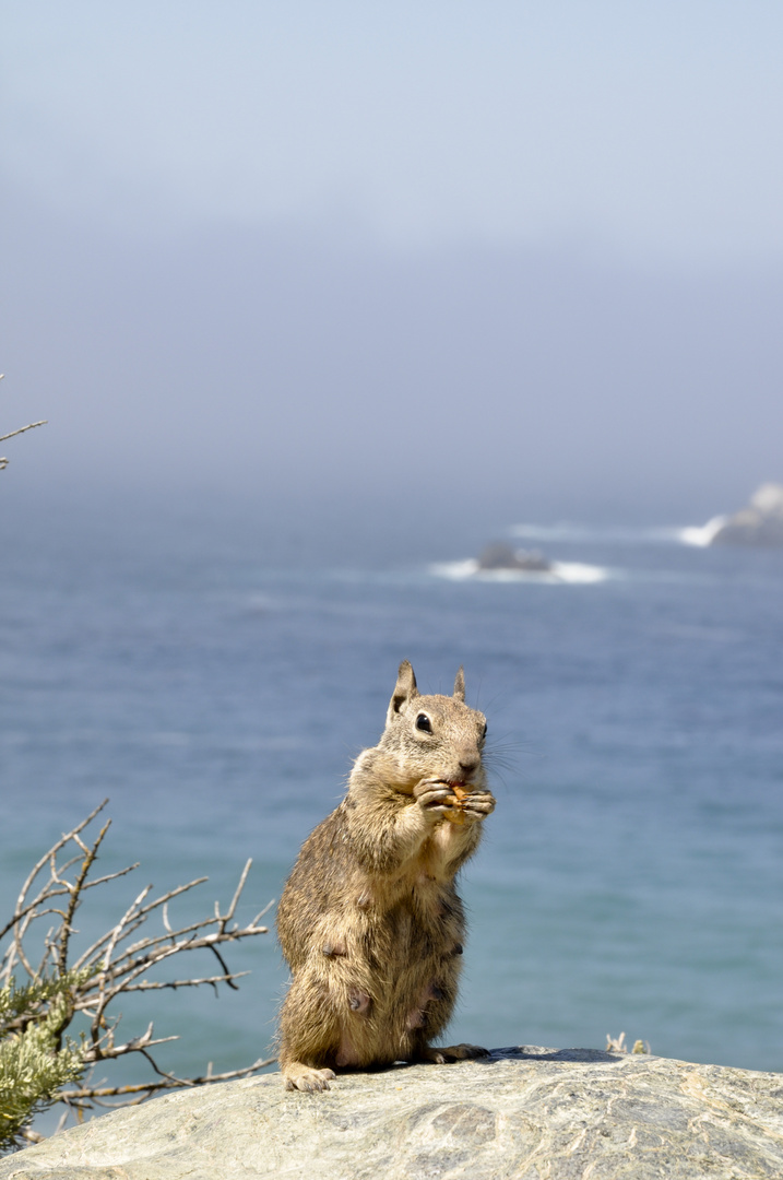 Chipmonk am Highway 1