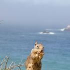 Chipmonk am Highway 1