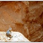 Chipmonk im Bryce Canyon - Utah, USA