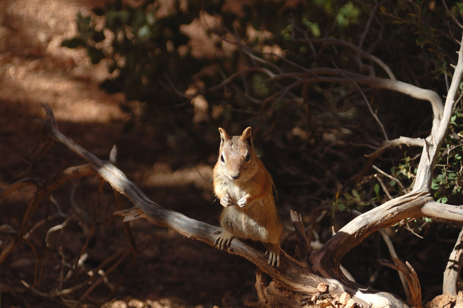 Chipmunk