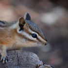 Chipmunk