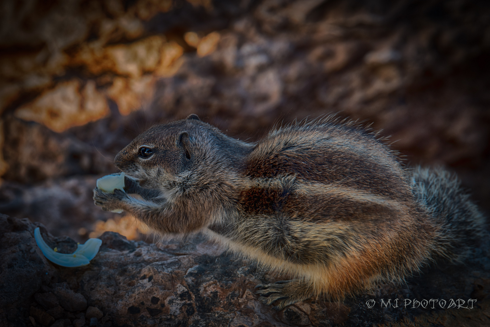 chipmunk 