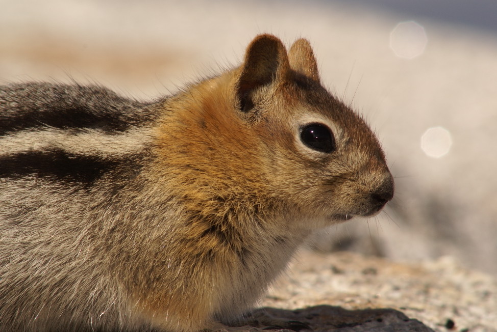 Chipmunk 1