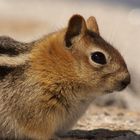 Chipmunk 1