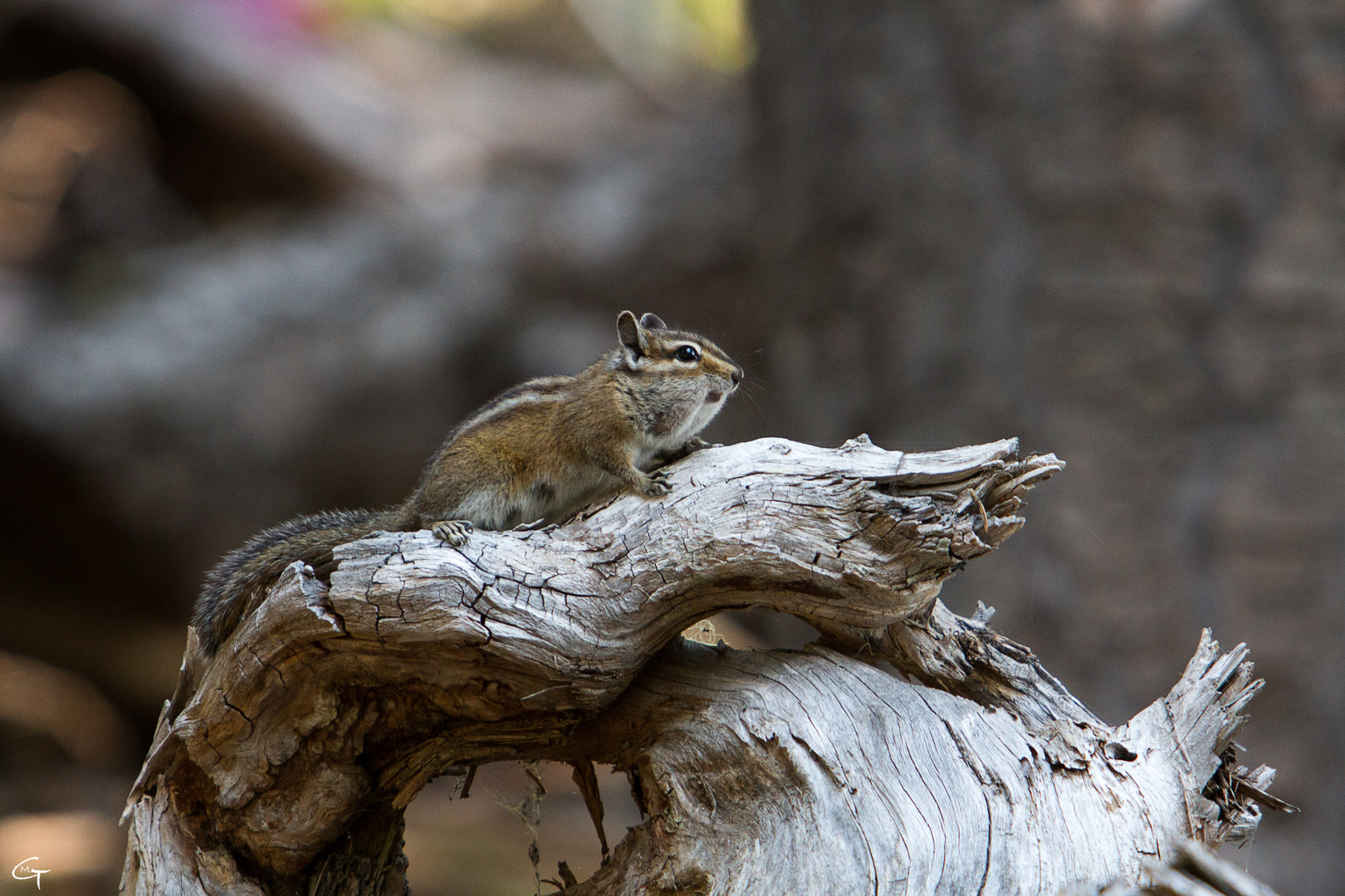 Chipmunk 1