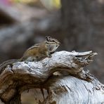 Chipmunk 1