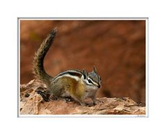 Chipmunk