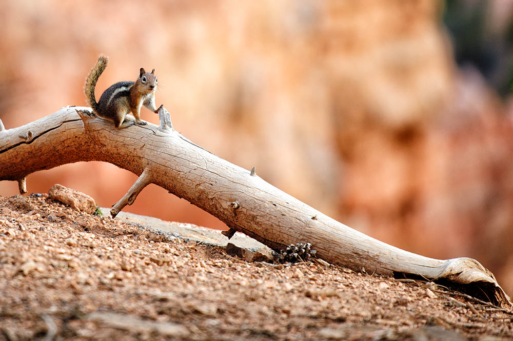 Chipmunk