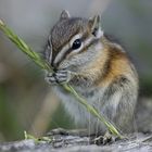 Chipmunk