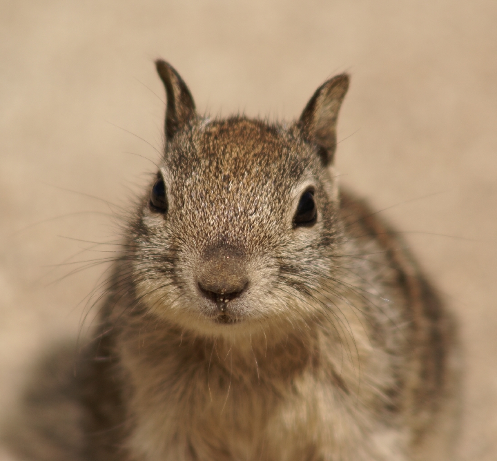 Chipmunk 2