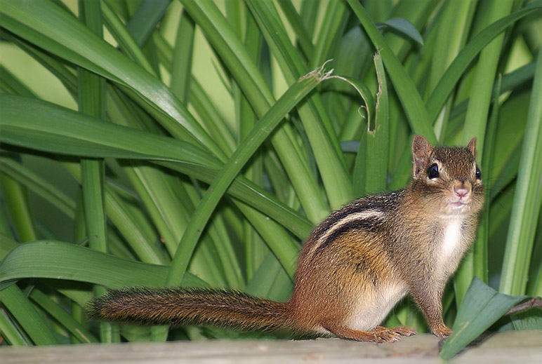 Chipmunk